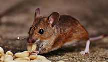 24 Hour & Emergency Exterminators in Rochelle Park, NJ
